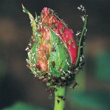 Homeoplant Afidi – rinforza le difese delle piante - Flortis